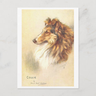 Tarjeta postal vintage de Collie