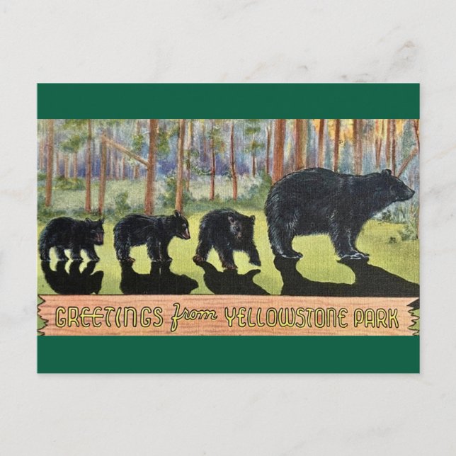 Tarjeta postal vintage de osos del parque Yellowst (Anverso)
