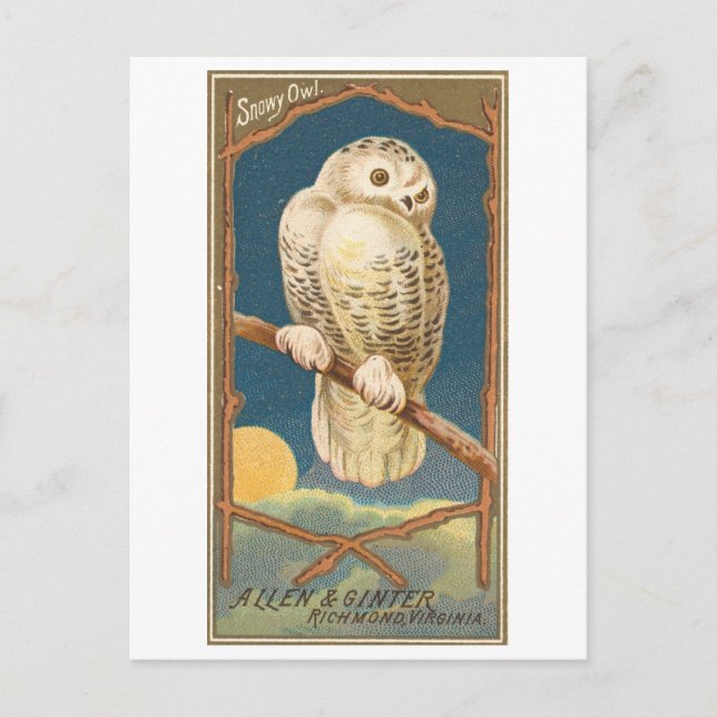 Tarjeta postal Vintage Snowy Owl Allen & Ginter (Anverso)