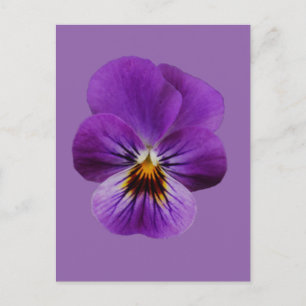 Tarjeta postal Viola Flower