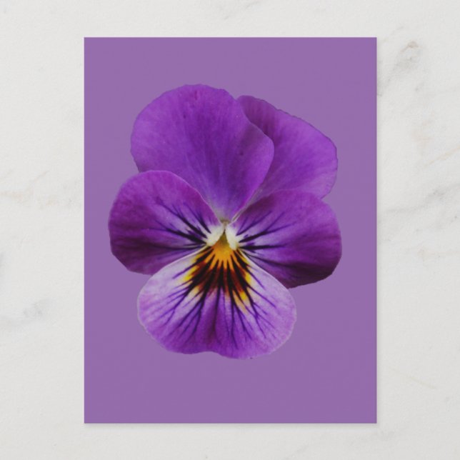 Tarjeta postal Viola Flower (Anverso)