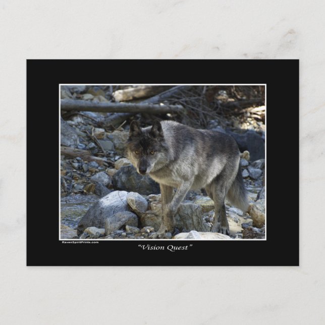 Tarjeta postal "Vision Quest" Gray Wolf (Anverso)