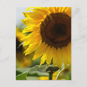 Tarjeta postal - Viveza de girasoles de verano