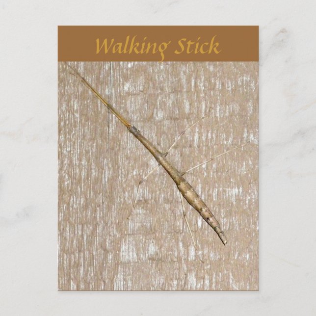 Tarjeta postal Walking Stick (Anverso)