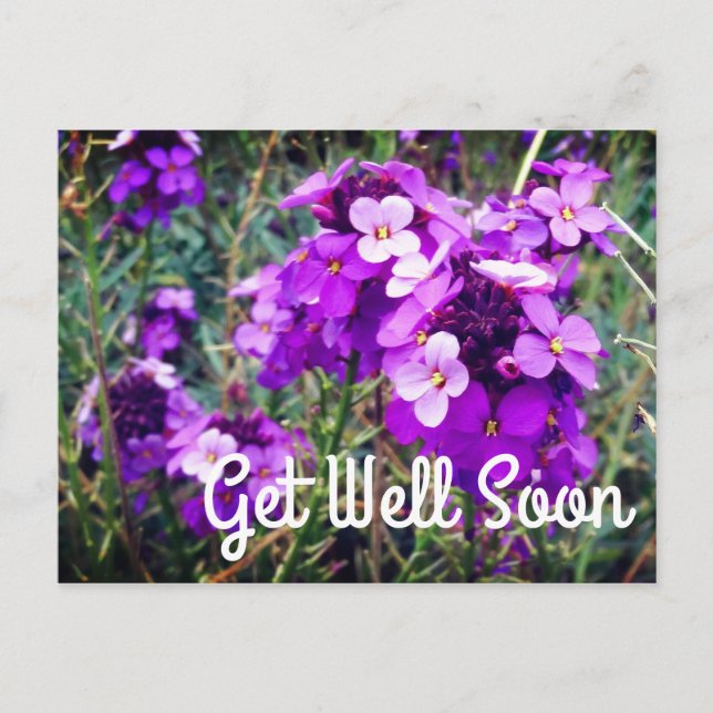 Tarjeta postal Wallflower Bowles Mauve #1 'Get Wel (Anverso)