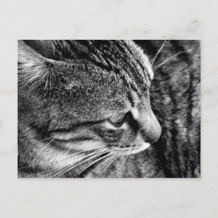 Tarjeta postal Warren Black and White Cat