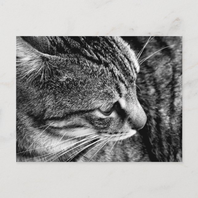 Tarjeta postal Warren Black and White Cat (Anverso)