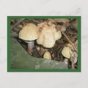 Tarjeta postal Warts Mushrooms
