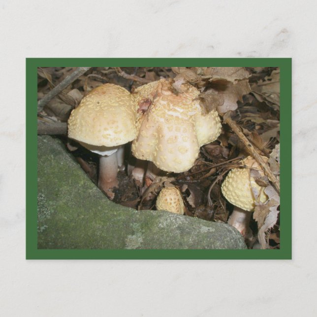 Tarjeta postal Warts Mushrooms (Anverso)