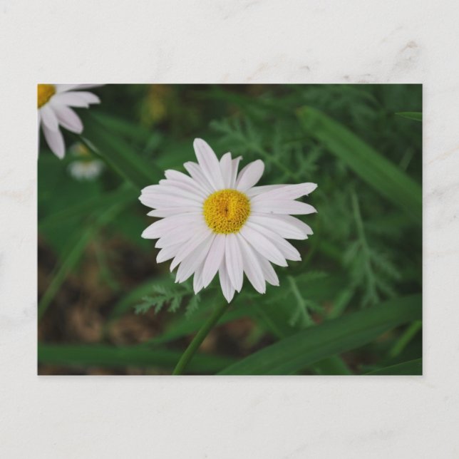 Tarjeta postal White Daisy Wildflower (Anverso)