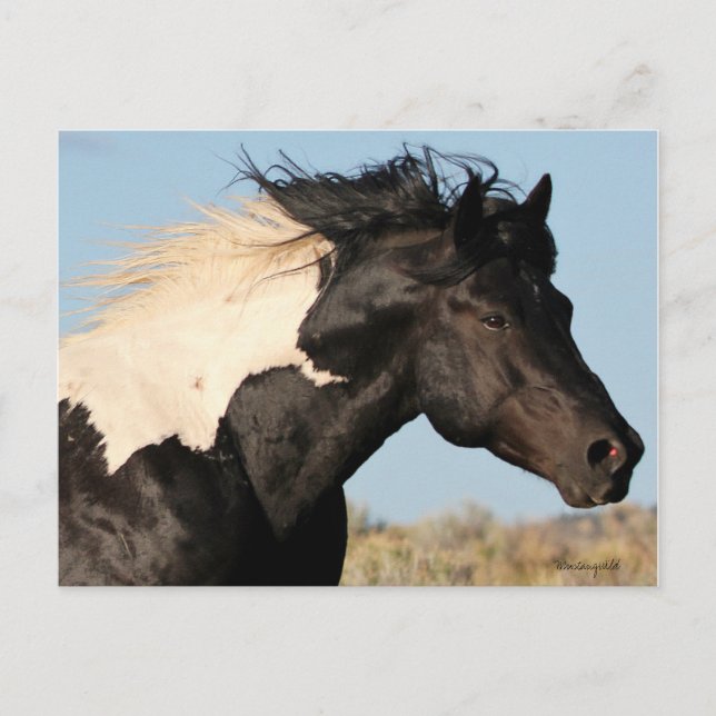 Tarjeta postal Wild Stallion (Anverso)
