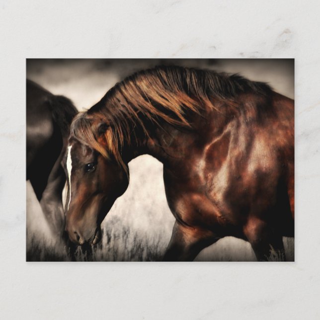 Tarjeta postal Wild Stallion (Anverso)