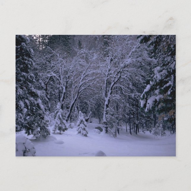 Tarjeta postal Winter Wonderland (Anverso)