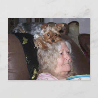 Tarjeta postal Yorkshire Terrier