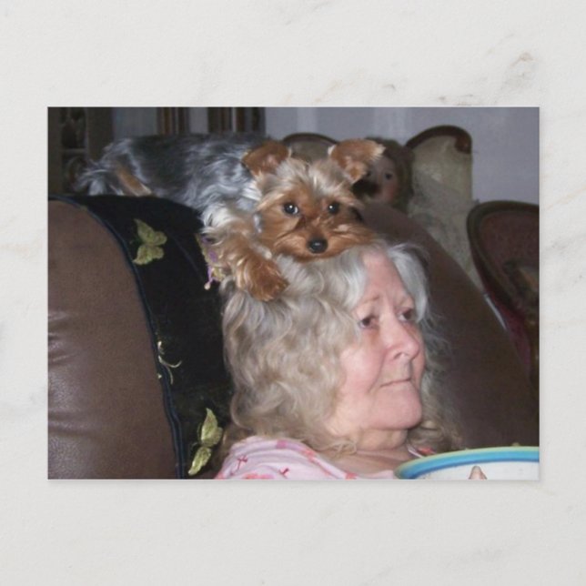 Tarjeta postal Yorkshire Terrier (Anverso)