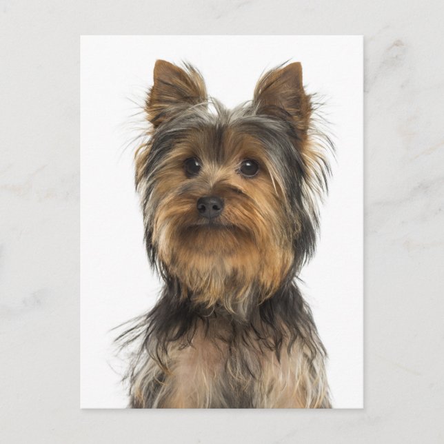 Tarjeta postal Yorkshire Terrier Puppy Dog Blank (Anverso)