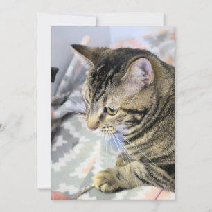 Tarjeta Postcarta del rompecabezas del gato