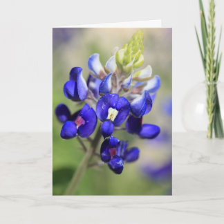 Tarjeta Póster de Texas Bluebonnet