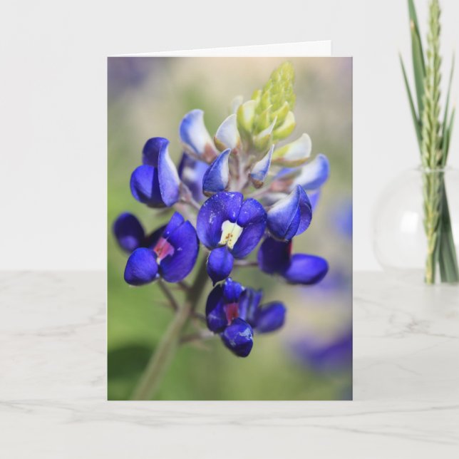 Tarjeta Póster de Texas Bluebonnet (Anverso)