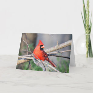 Tarjeta Postura de verano del cardenal