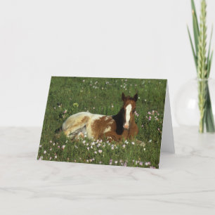 Tarjeta Potro del Appaloosa que coloca en flores
