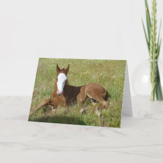 Tarjeta Potro del tiempo de primavera