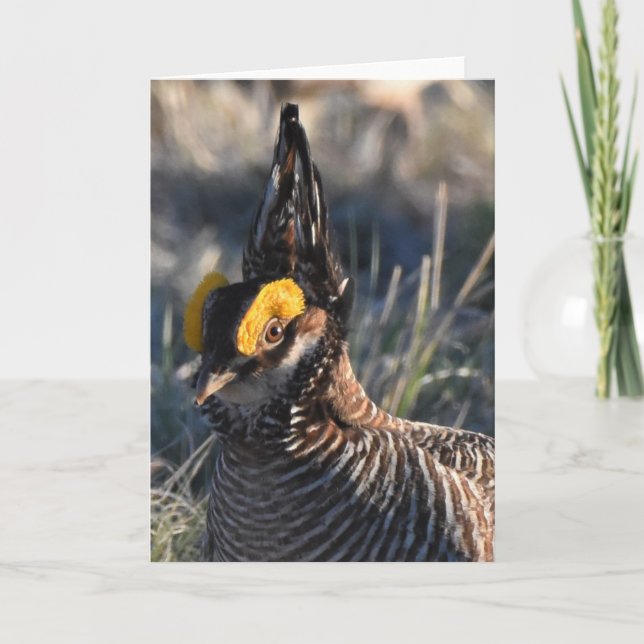 Tarjeta Prairie Chicken (Anverso)
