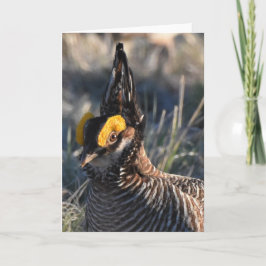Tarjeta Prairie Chicken