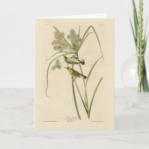 Tarjeta Prairie Warbler de los pájaros de América de Audub