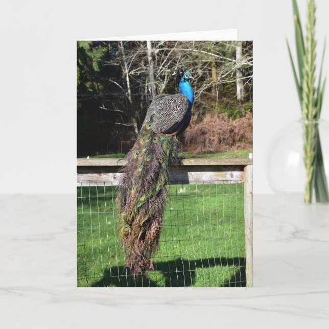 Tarjeta Predicación del pavo real sobre la valla (Anverso)