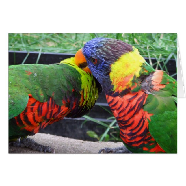 Tarjeta Preening de Lorikeets del arco iris (Anverso (Horizontal))
