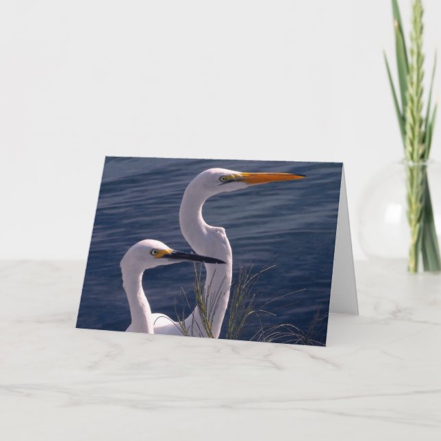 Tarjeta Presentación de Egrets (Anverso)