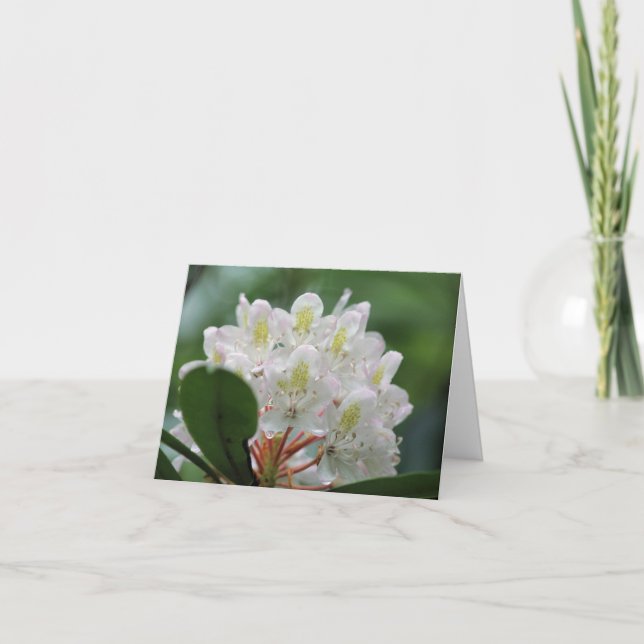 Tarjeta Pretty White Azalea Flower Photography Note (Anverso)