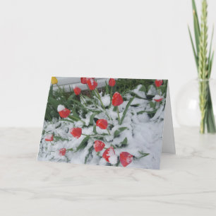 Tarjeta Primavera divertida en los tulipanes de Wisconsin 