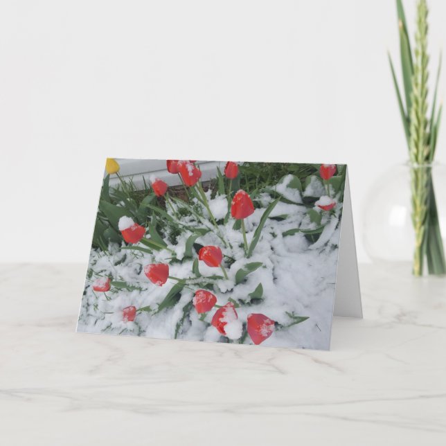 Tarjeta Primavera divertida en los tulipanes de Wisconsin  (Anverso)