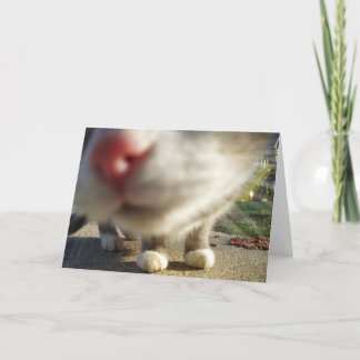 Tarjeta primer del gato