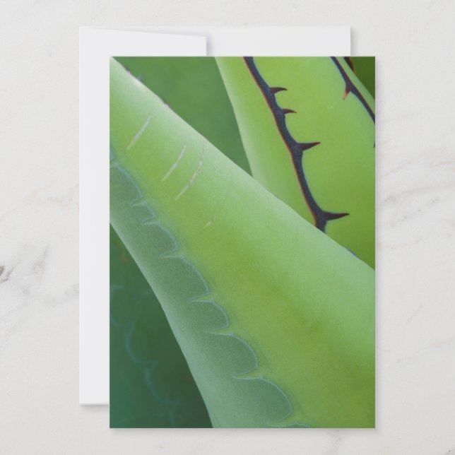 Tarjeta Primer plano de agave (Anverso)