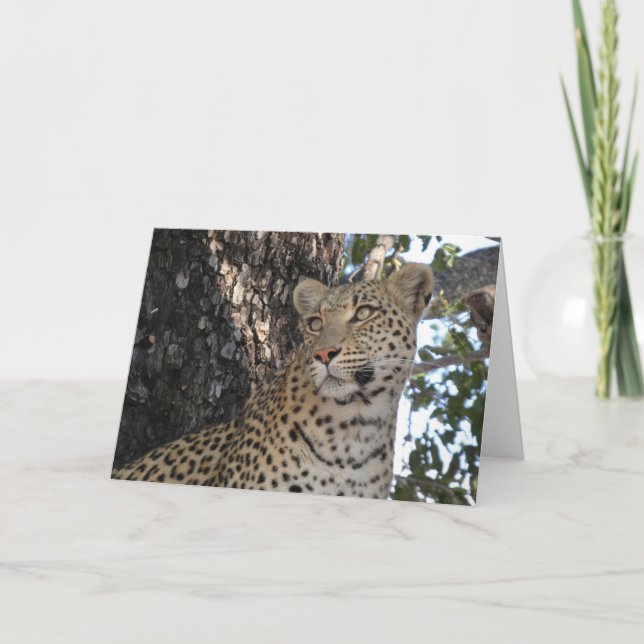 TARJETA PRIMER PLANO DE LEOPARDO  (Anverso)