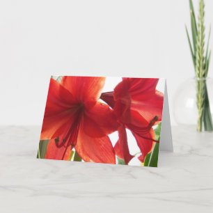 Tarjeta Primer rojo del Amaryllis