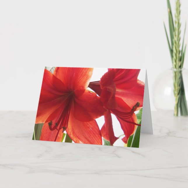 Tarjeta Primer rojo del Amaryllis (Anverso)