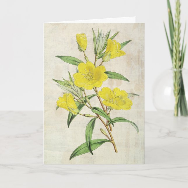 Tarjeta Primrose de vintage Botanical Young (Anverso)