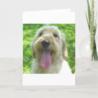 Tarjeta Productos de Goldendoodle