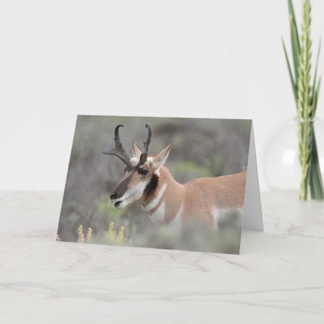 Tarjeta Pronghorn Antelope Buck | Grandes tetones (Anverso)
