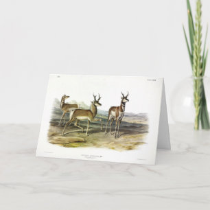 Tarjeta Pronghorn (Antelope de cuerno largo) por Audubon
