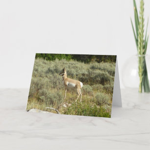 Tarjeta Pronghorn en el Parque Nacional de Grand Teton