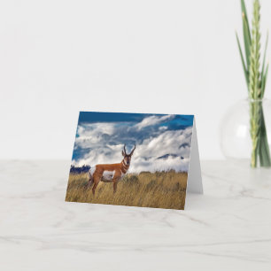 Tarjeta Pronghorn en Meadow, policía de Yellowstone