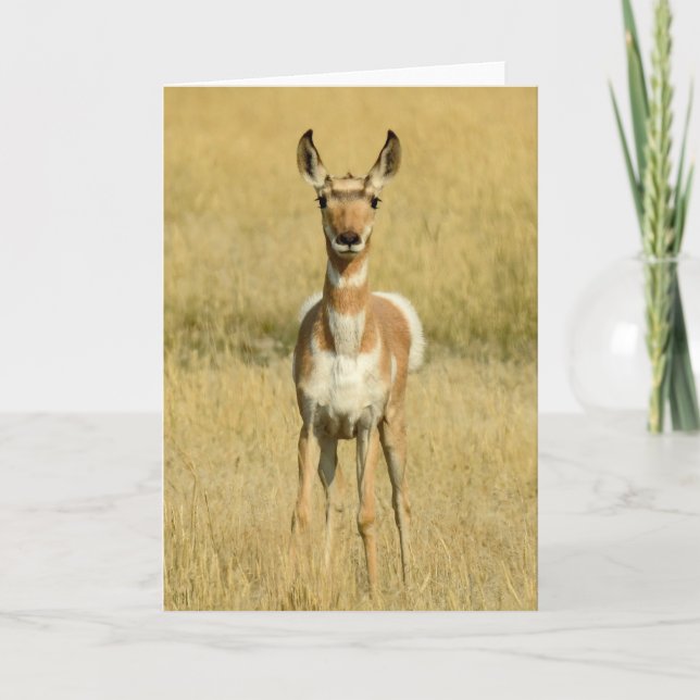 Tarjeta Pronghorn Notecard (Anverso)