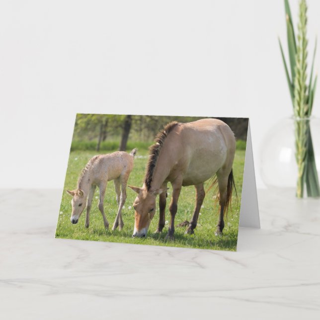 Tarjeta Przewalski's Horse and Foal Grazing (Anverso)