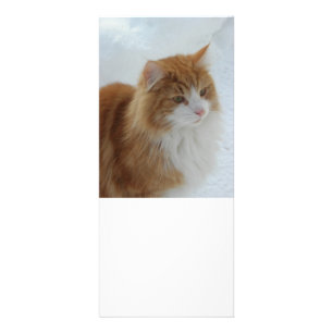 Tarjeta Publicitaria Gato_del_bosque_noruego