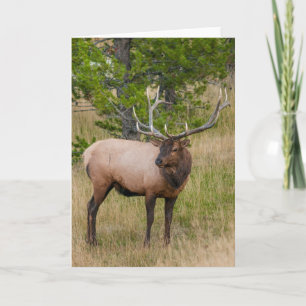 Tarjeta Pueblo del lago Elk Parque nacional Yellowstone Wy